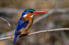 A malachite kingfisher-Alcedo cristata Moremi Game Reserve-Okavango Delta-Botswana Art Print
